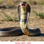 झरिया : महिला को सांप ने डसा, महिला सीएचसी में इलाजरत