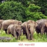 धनबाद : हाथियों के झुंड ने शिक्षक को कुचल कर मार डाला, ग्रामीणों में दहशत